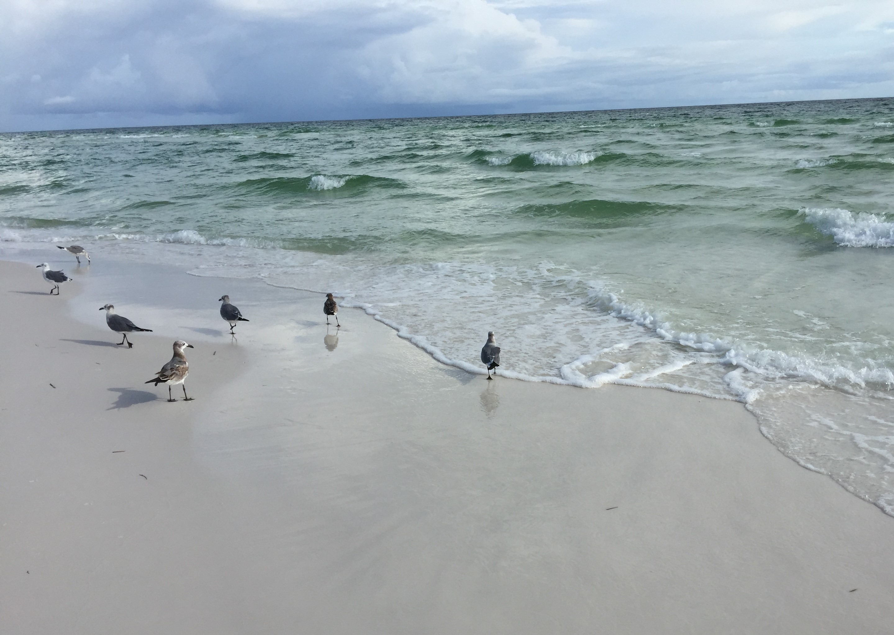 Some shorebirds I came across on a beach walk during a trip to the Florida panhandle a month ago