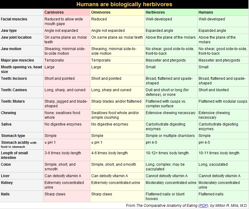 Humans Are Herbivores Chart